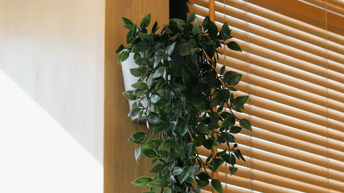 plant hanging from the wall